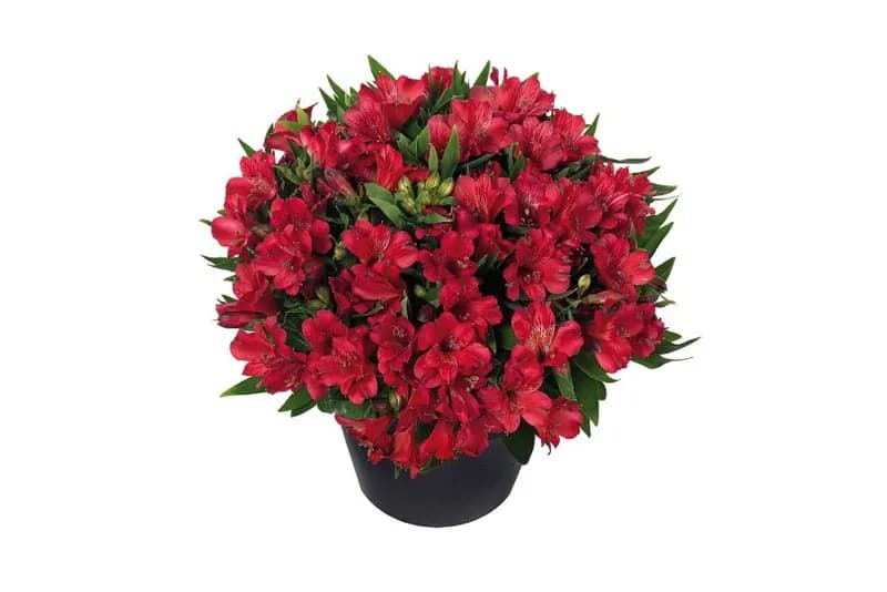 Alstroemeria, Alstroemeria aurea, gekweekt door GroWplant