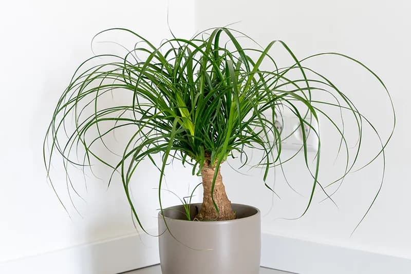 Beaucarnea, Beaucarnea recurvata, gekweekt door GroWplant