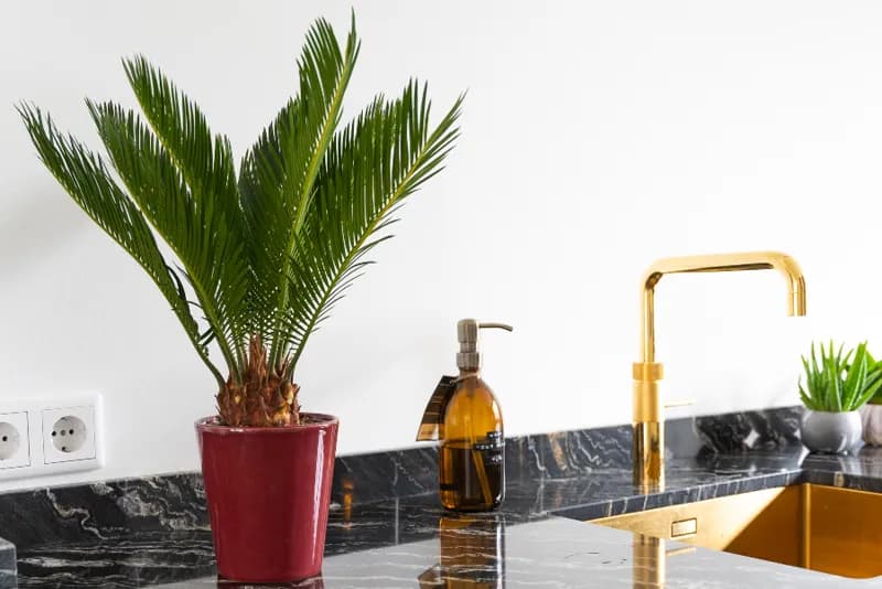 Cycas, Cycas revoluta, gekweekt door GroWplant